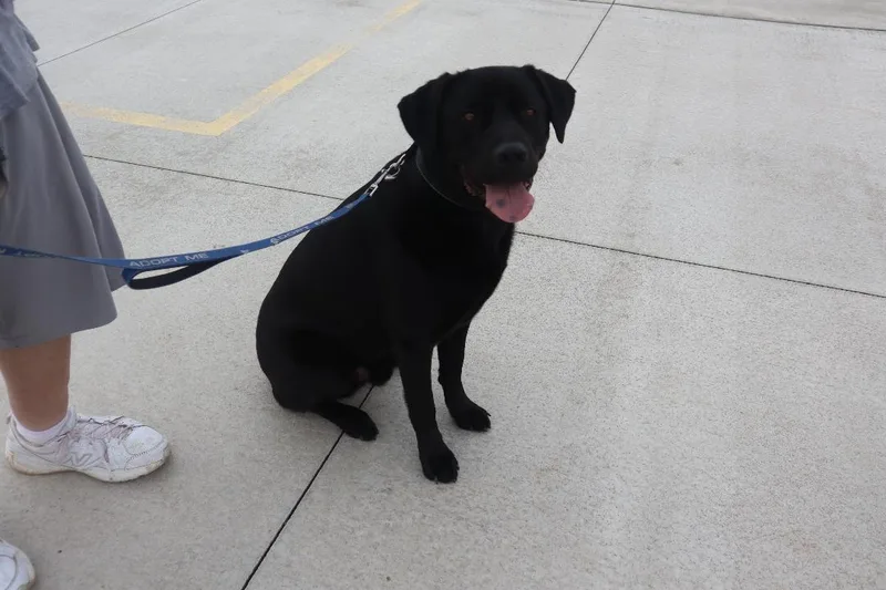 An adult large-sized male Black Labrador Retriever dog named Zeus for adoption in Goshen, KY