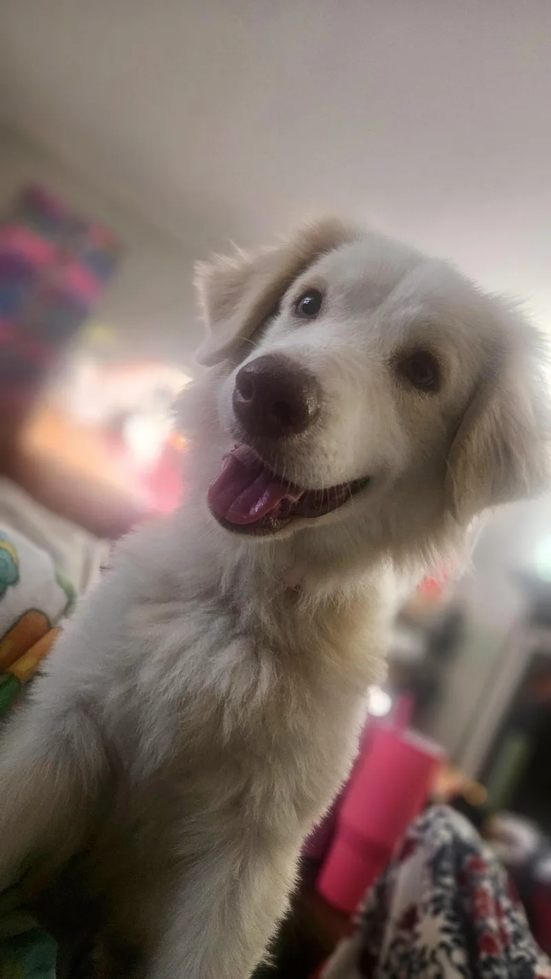 A young medium-sized female White / Cream Australian Shepherd dog named London for adoption in Hartsville, SC