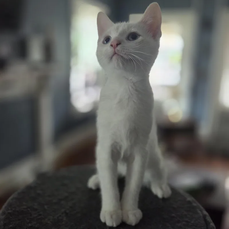 A baby medium-sized male White Domestic Short Hair cat named Calypso for adoption in Kenhorst, PA