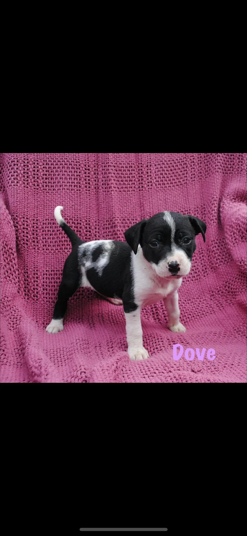 A baby medium-sized female Black American Staffordshire Terrier dog named Dove for adoption in seaside heights, NJ