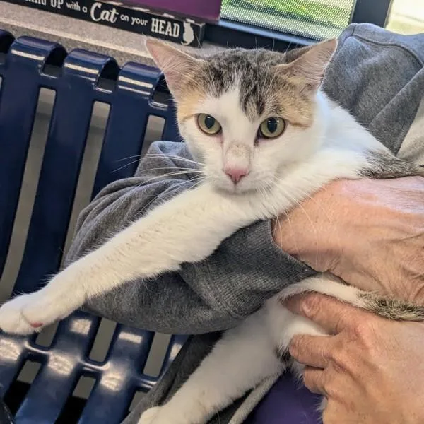 A young medium-sized female Domestic Short Hair cat named Nala for adoption in Des Moines, IA