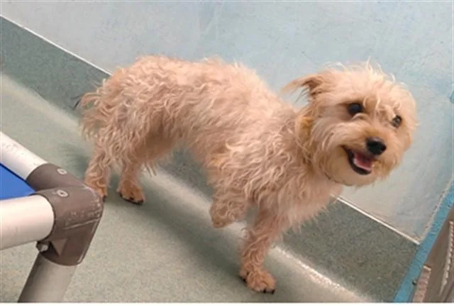 A young medium-sized female Chihuahua dog named Mona for adoption in Baldwin Park, CA