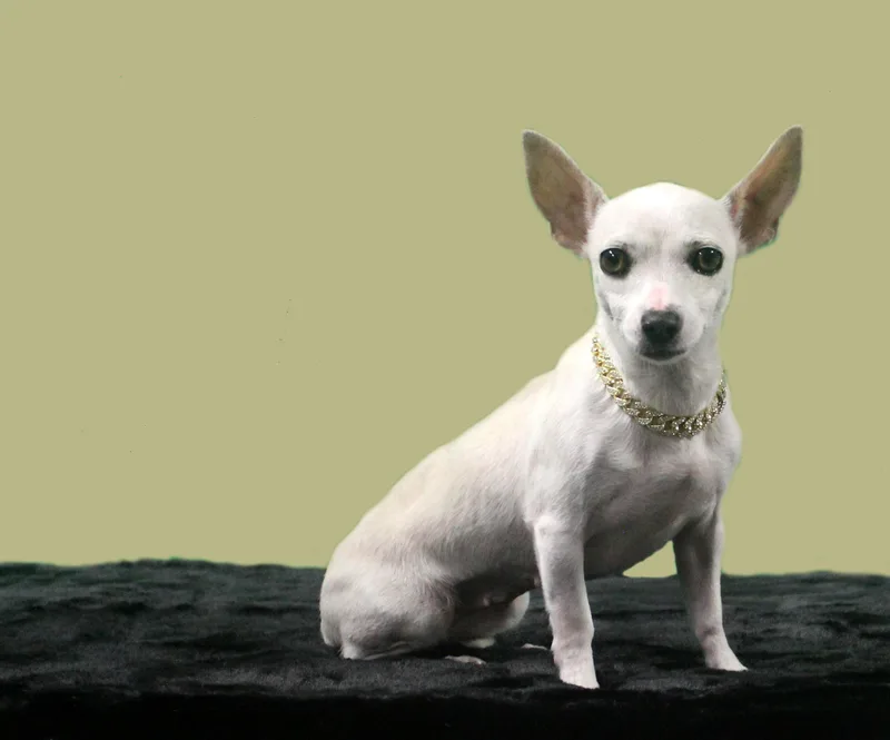 An adult small-sized female White / Cream Chihuahua dog named Stella Luna for adoption in Inverness, FL