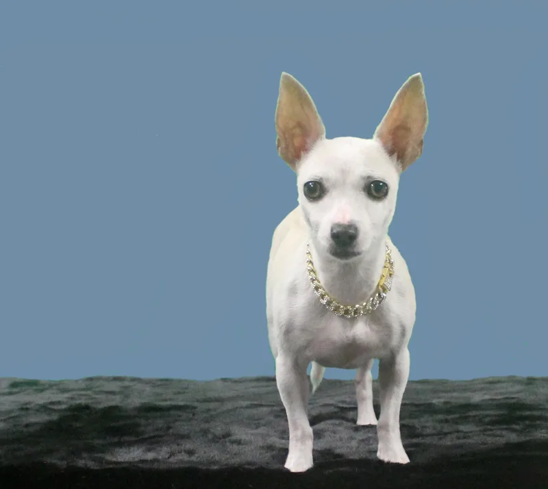 Stella Luna thumbnail 5