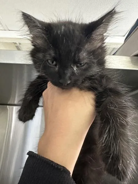 A baby small-sized male Domestic Medium Hair cat named Toby for adoption in Vallejo, CA