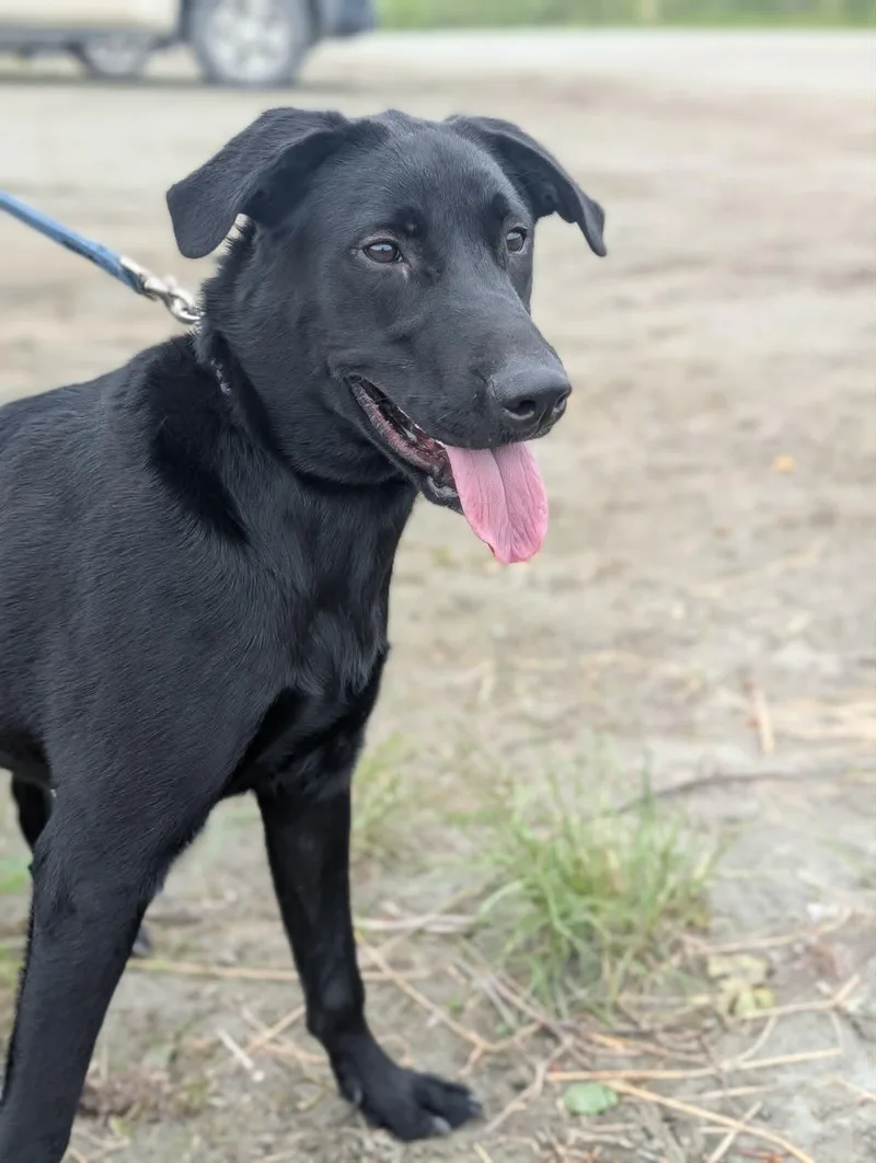 A young large-sized male Black Labrador Retriever dog named Rocky for adoption in Bethel, AK