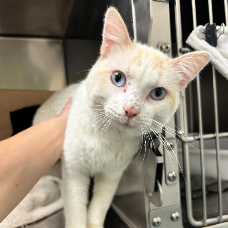 An adult medium-sized male Flame Point Domestic Short Hair cat named Ringo for adoption in Lindon, UT