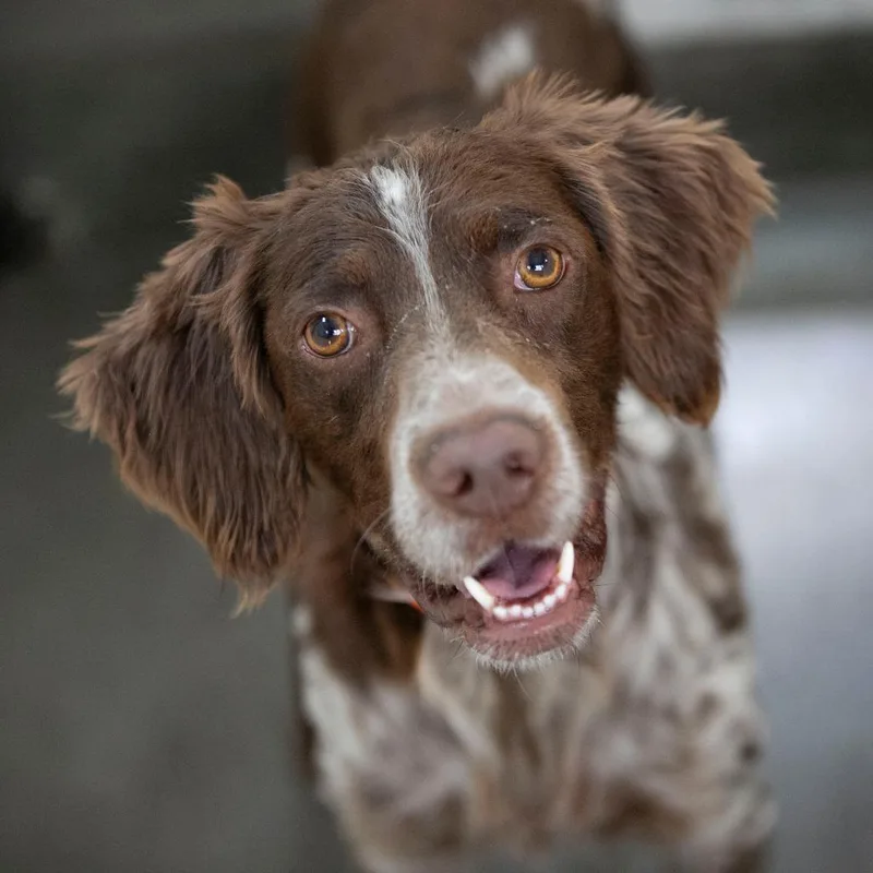 An adult medium-sized male Red / Chestnut / Orange English Setter dog named Mack for adoption in Peyton, CO