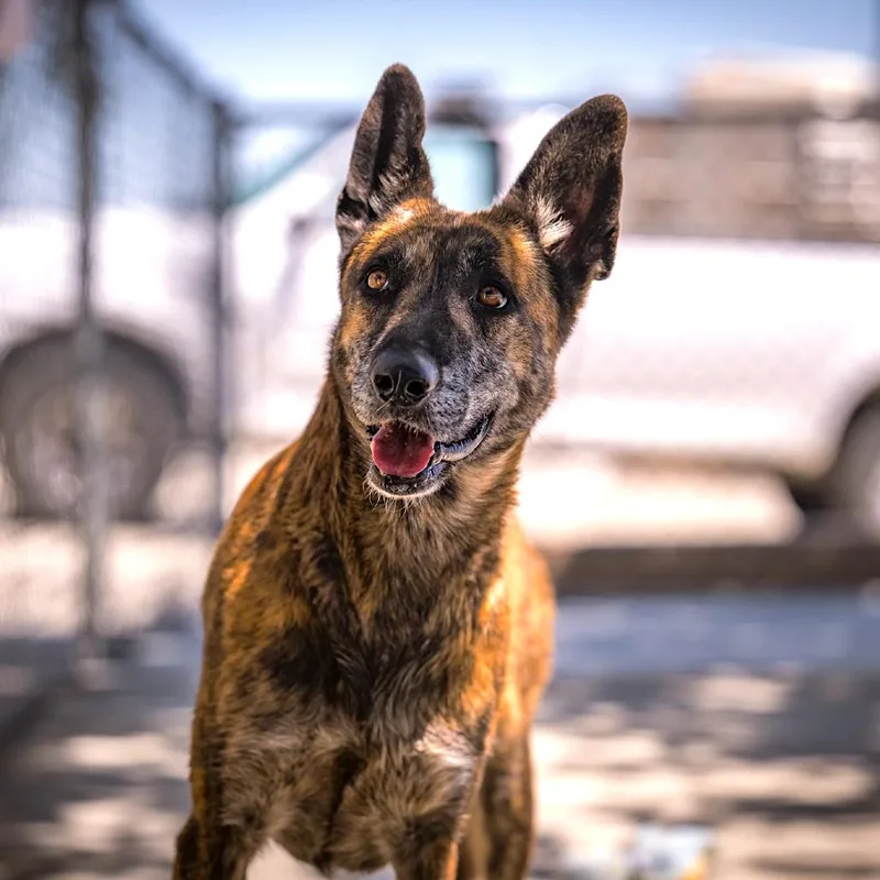 An adult medium-sized female Brindle Belgian Shepherd / Malinois dog named Evie for adoption in Joshua Tree, CA