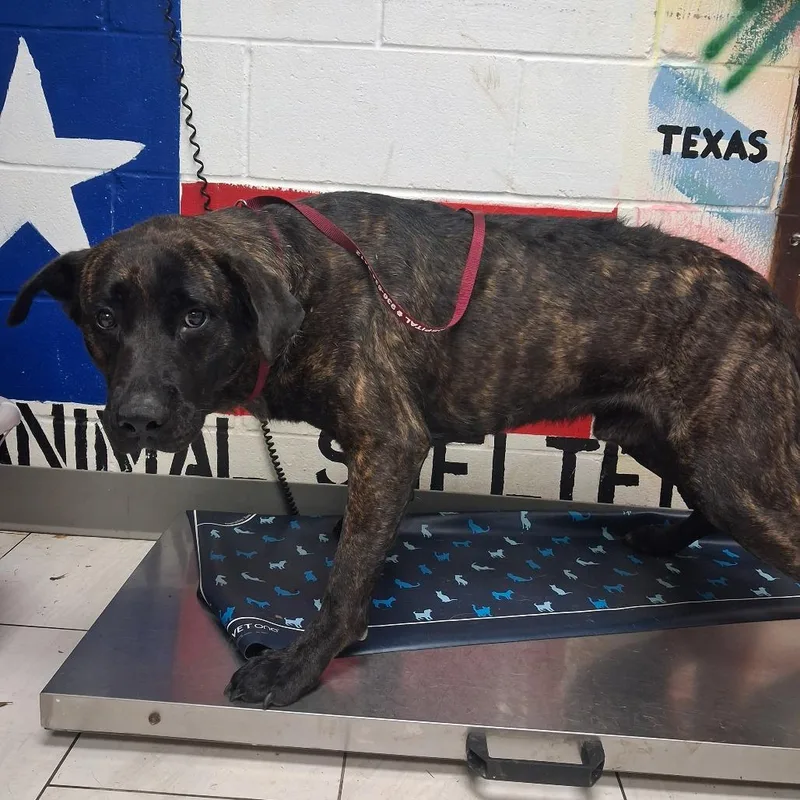 An adult large-sized male Brindle Black Mouth Cur dog named Bear for adoption in Lufkin, TX
