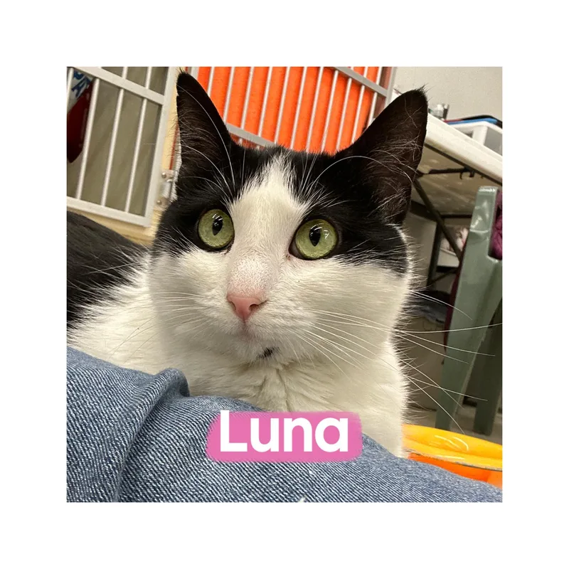Luna thumbnail 3