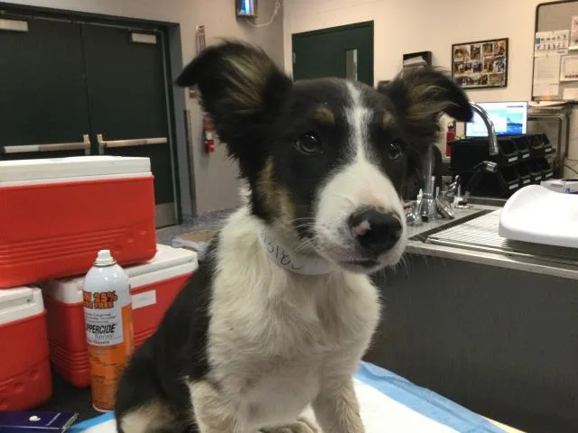A young small-sized female Border Collie dog named Luna for adoption in Thousand Palms, CA