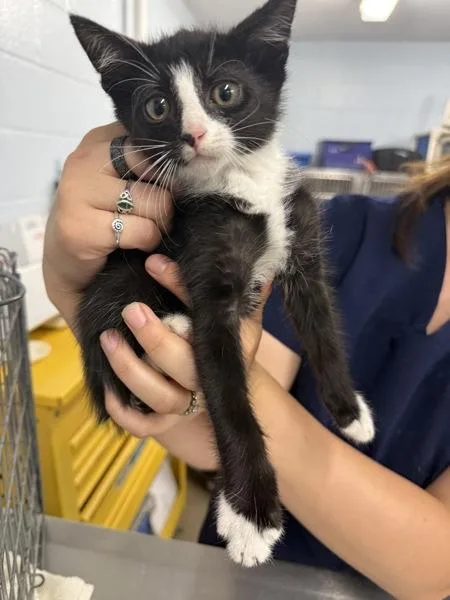 A baby small-sized male Domestic Short Hair cat named Magic for adoption in Millersville, MD
