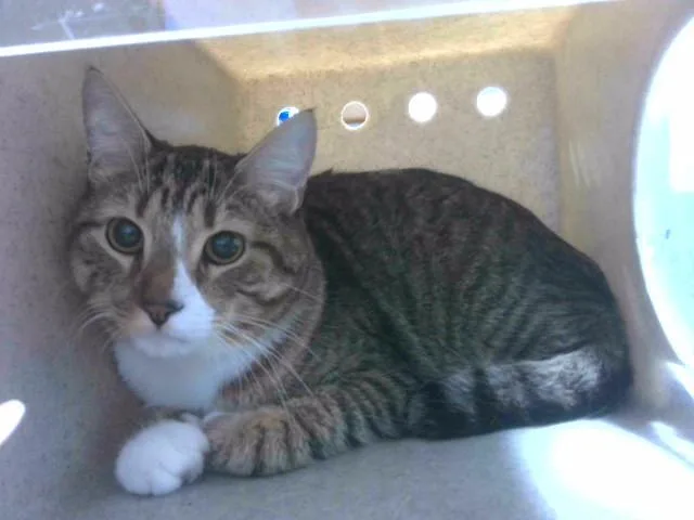 A young large-sized male Domestic Short Hair cat named Rider for adoption in Tallahassee, FL