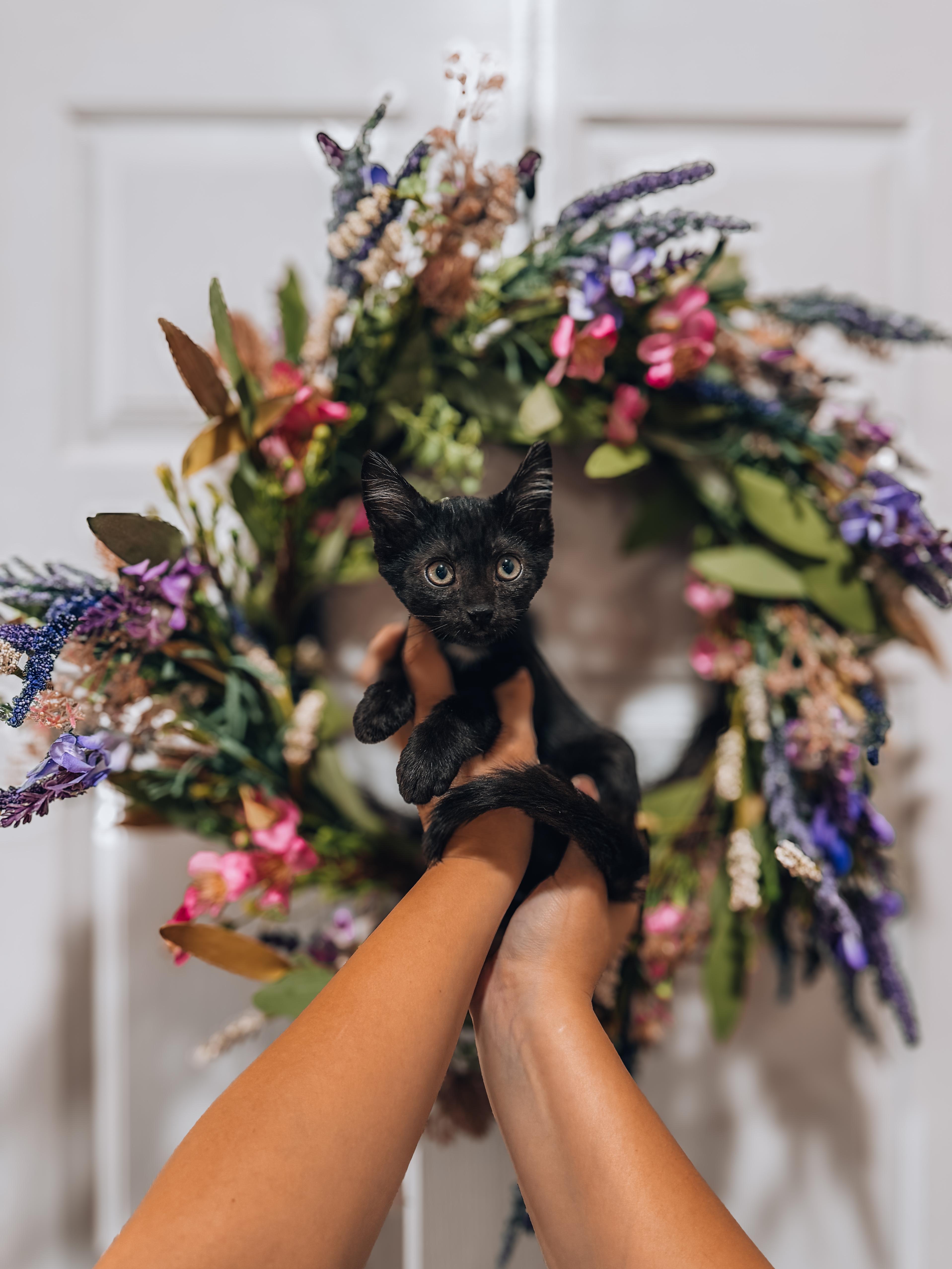 A baby small-sized male Black Domestic Short Hair cat named Chap for adoption in Goodyear, AZ