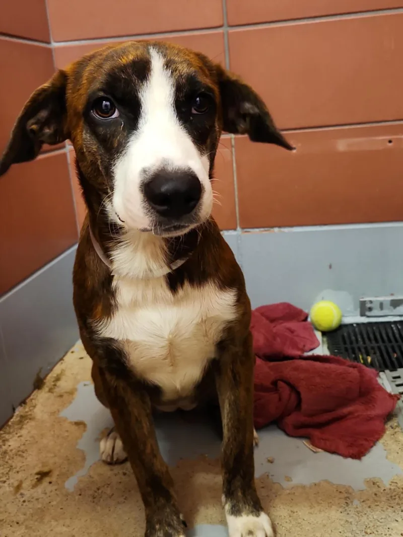 A baby small-sized male Staffordshire Bull Terrier dog named Charlie for adoption in Houston, TX