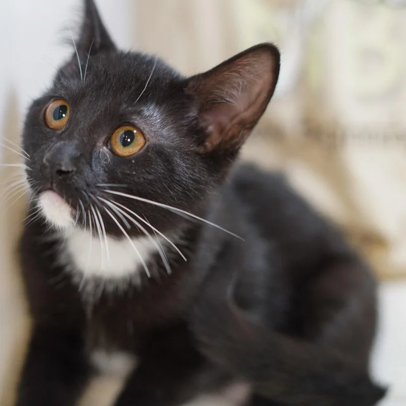 A baby medium-sized female Black & White / Tuxedo Tuxedo cat named Molly for adoption in Garland, TX