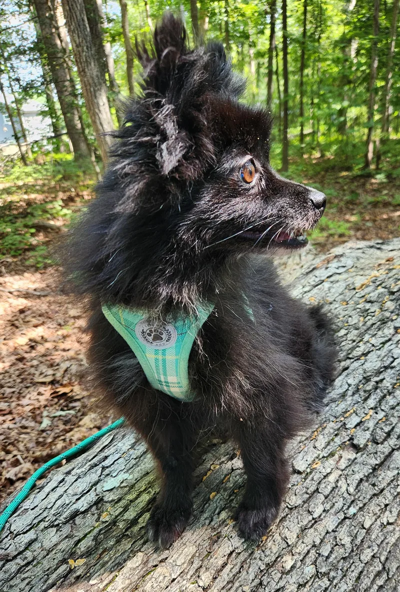 Mochi