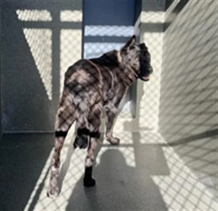 An adult large-sized male German Shepherd Dog dog named A for adoption in Gardena, CA