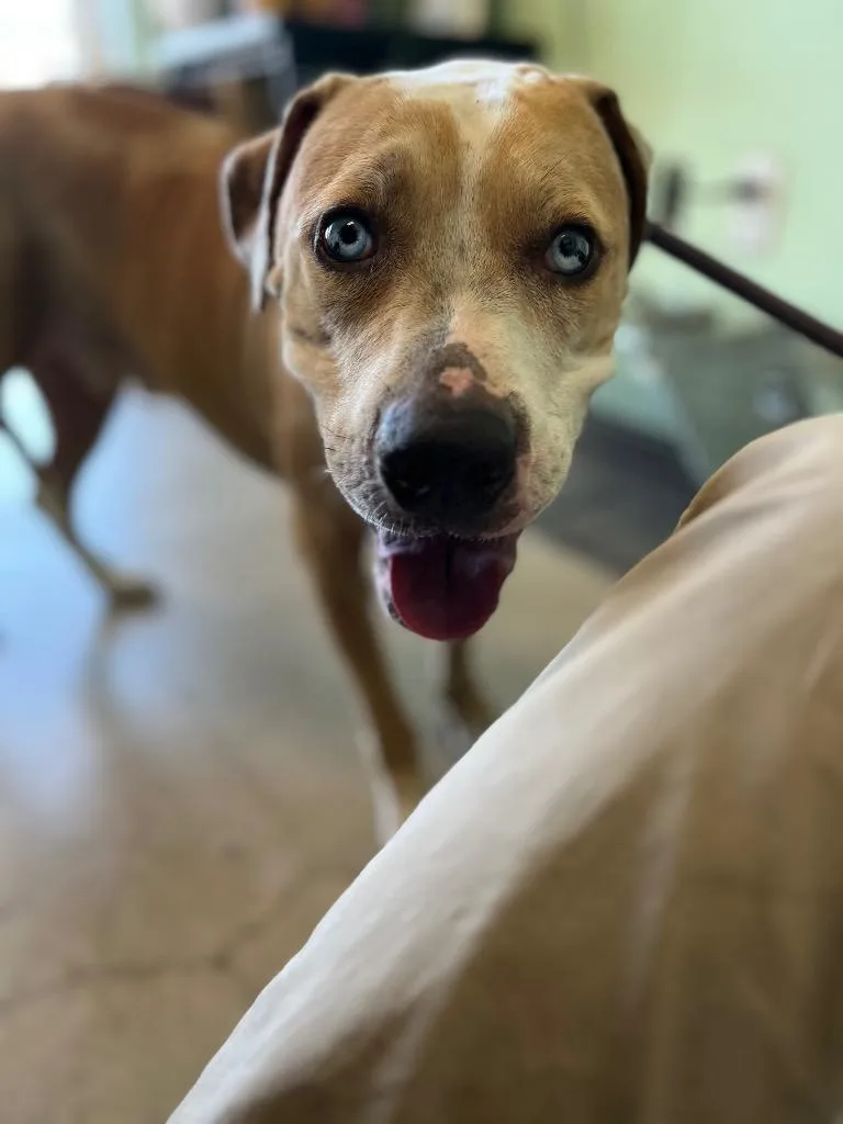 An adult large-sized male Catahoula Leopard Dog dog named Merlin for adoption in New Braunfels, TX
