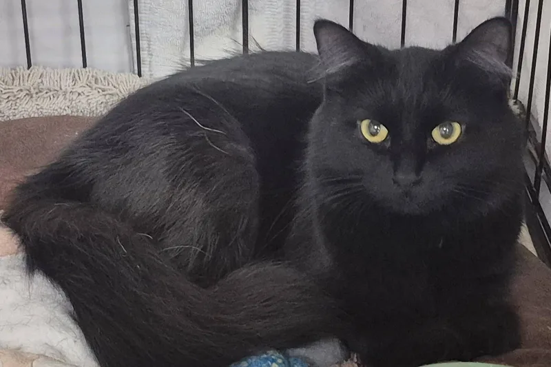 An adult medium-sized female Black Domestic Long Hair cat named Serena for adoption in Milwaukee, WI