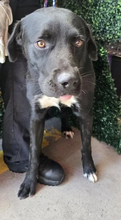 A young large-sized male Black Labrador Retriever dog named 61391977 for adoption in El Paso, TX