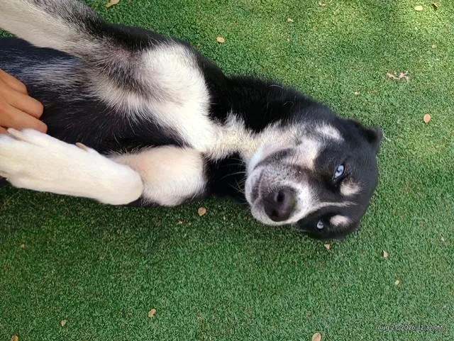 Koda