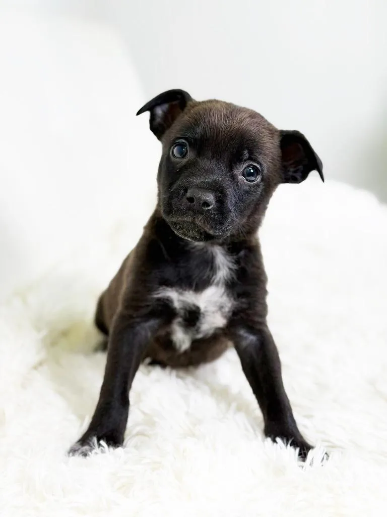 Cookie Litter  Oatmeal