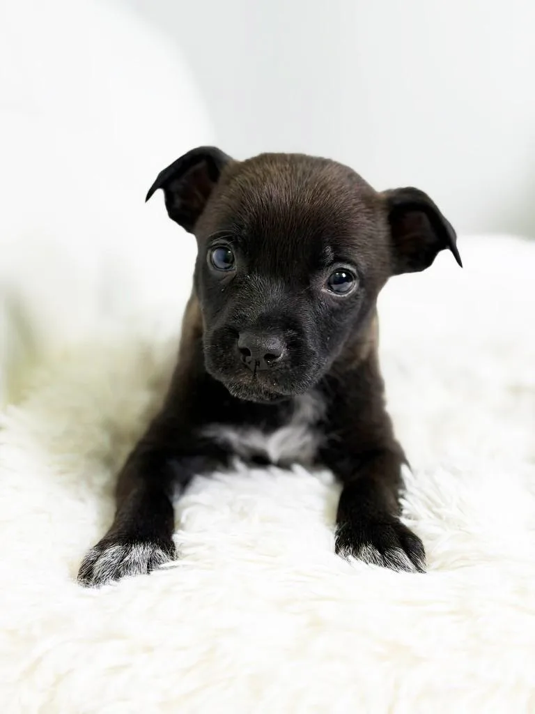 Cookie Litter  Oatmeal thumbnail 2