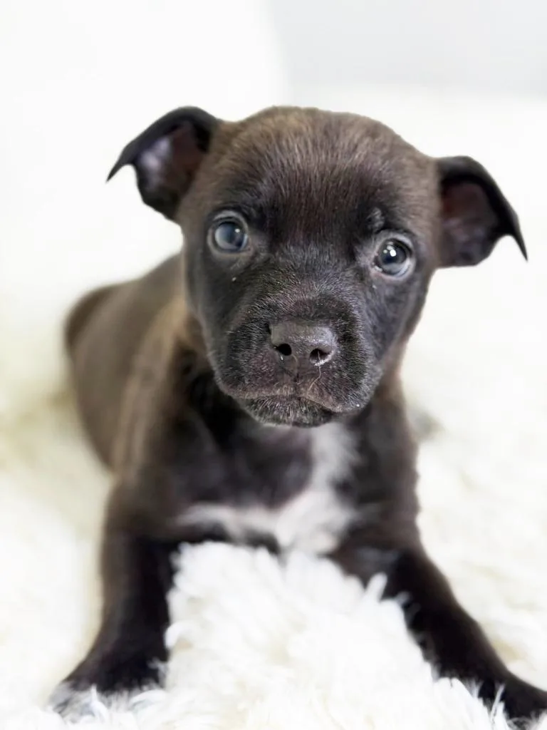 Cookie Litter  Oatmeal thumbnail 3