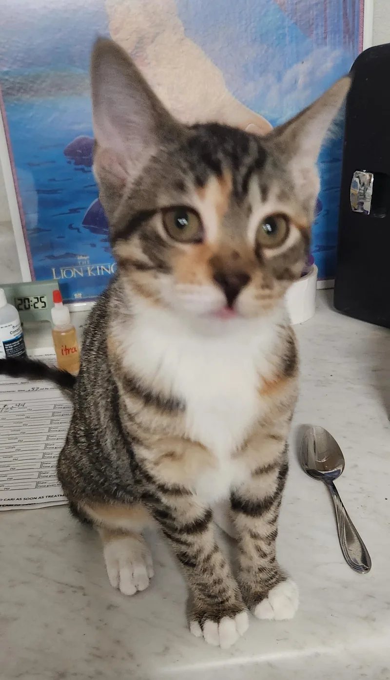 A baby small-sized female Calico Domestic Short Hair cat named Rita Haseman for adoption in Morrison, CO