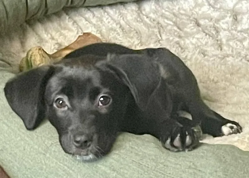A baby small-sized female Labrador Retriever dog named Serena for adoption in Augusta, ME
