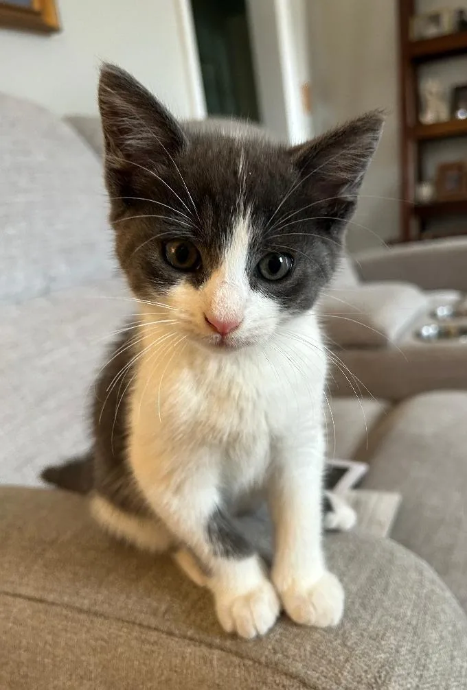 A baby medium-sized male Gray / Blue / Silver Domestic Short Hair cat named Earl for adoption in East Brunswick, NJ