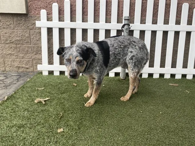 An adult large-sized male Australian Cattle Dog / Blue Heeler dog named Chato for adoption in Modesto, CA
