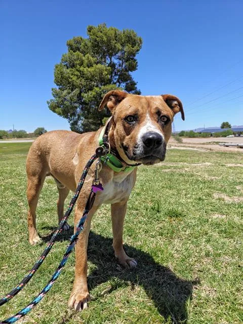 An adult large-sized male Pit Bull Terrier dog named Fangorn for adoption in Tucson, AZ