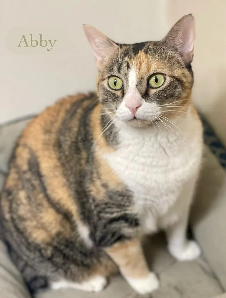 An adult medium-sized female Calico cat named Abby for adoption in Chalfont, PA