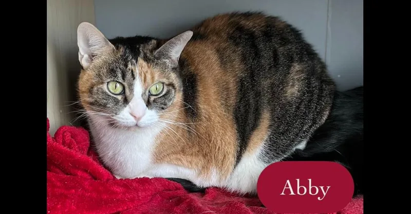 Abby thumbnail 5
