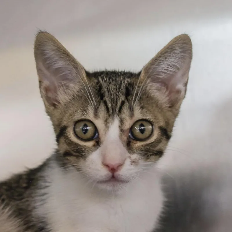 A baby small-sized male Brown / Chocolate Domestic Short Hair cat named Cashew for adoption in Los Angeles, CA