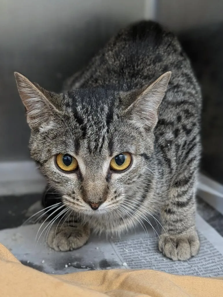 A baby medium-sized female Domestic Short Hair cat named Sloane for adoption in Kingsland, GA