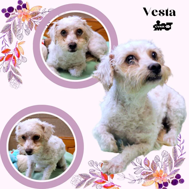 An adult small-sized female Terrier dog named Vesta for adoption in LINDSAY, CA