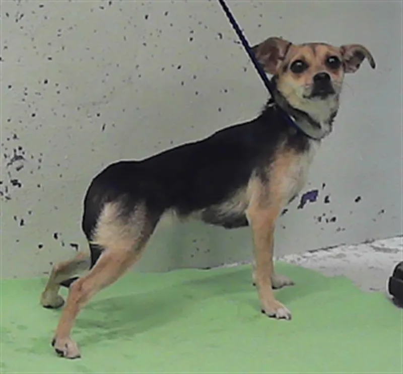 A young small-sized male Chihuahua dog named A for adoption in Houston, TX