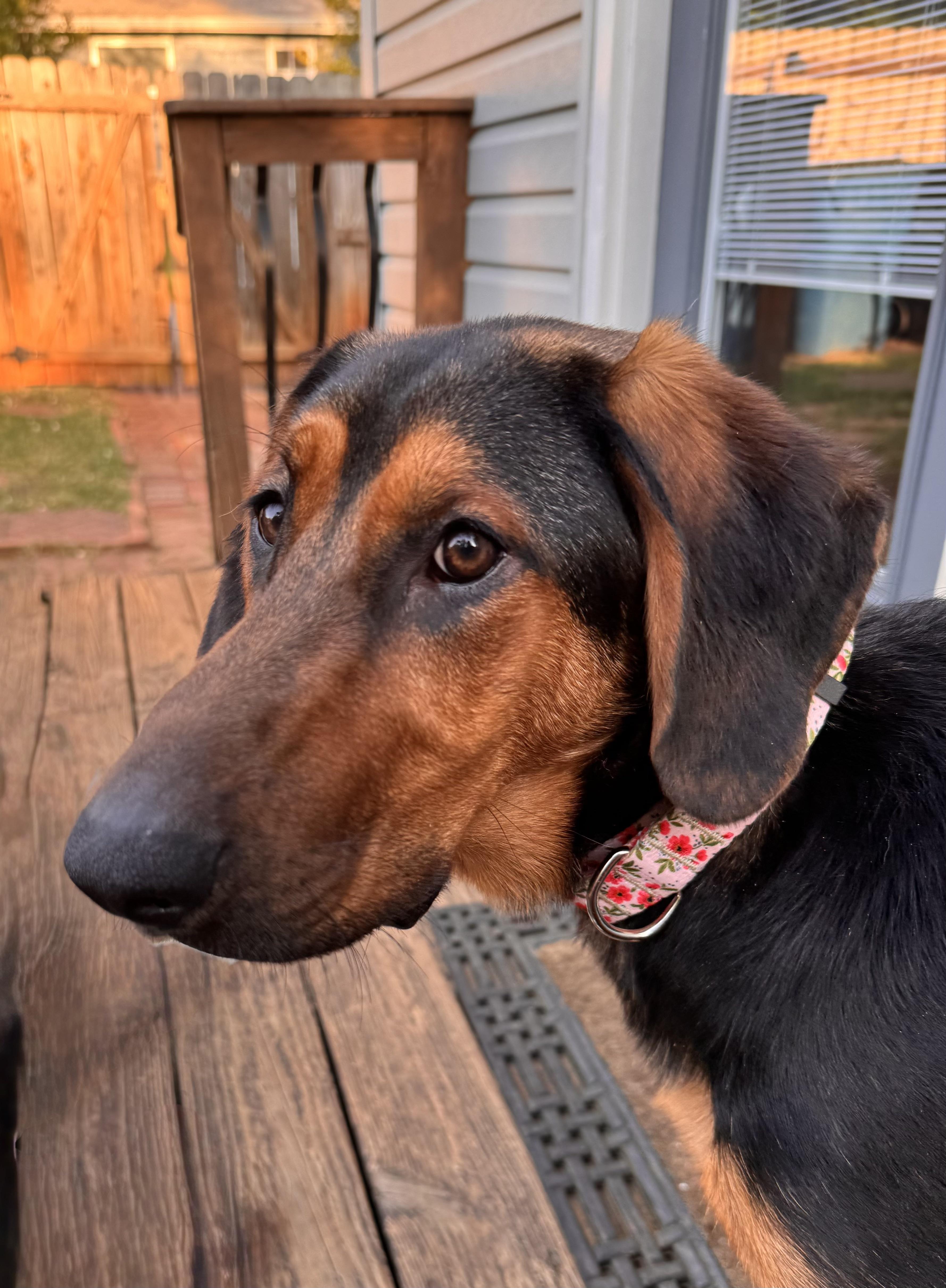 A baby large-sized female Bicolor Black and Tan Coonhound dog named Maple for adoption in East Point, GA