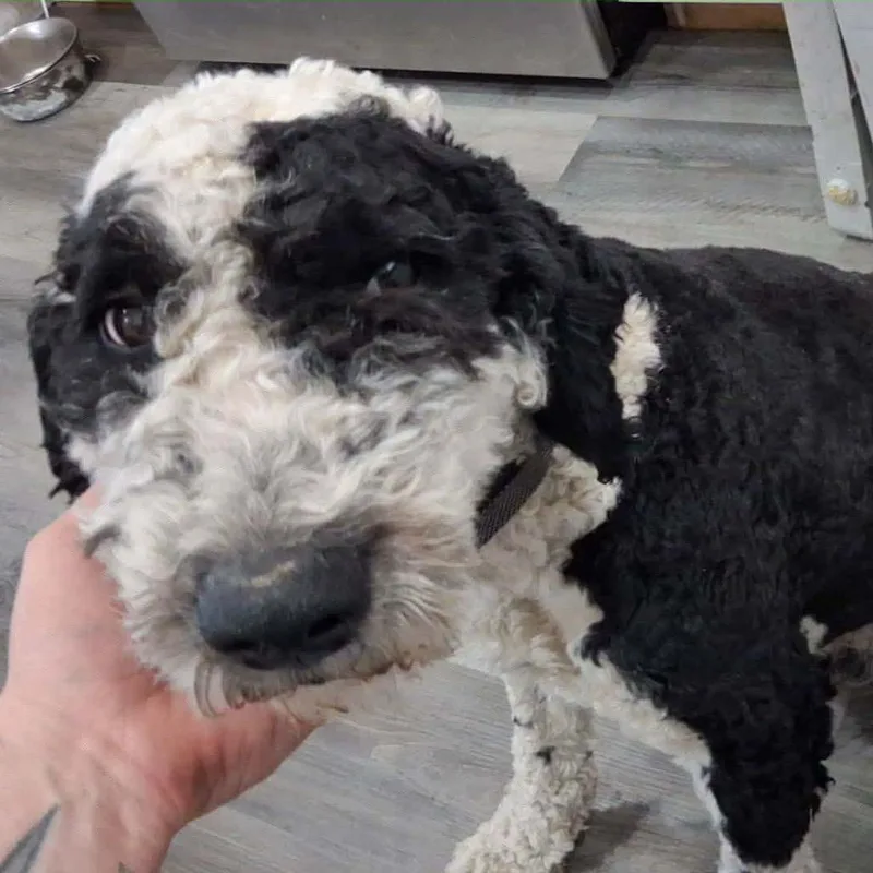 A young medium-sized male Black Mixed Breed dog named Oliver for adoption in Rockville, MD