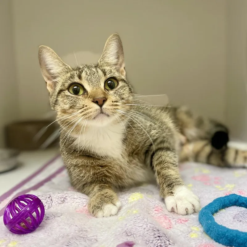 A young medium-sized female Brown / Chocolate Domestic Short Hair cat named Tip Toe for adoption in Champaign, IL