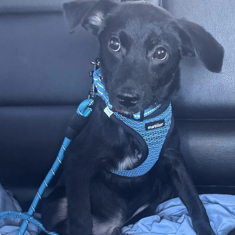 Benny