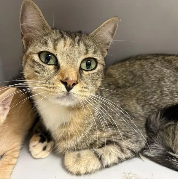 An adult small-sized female Domestic Short Hair cat named Fm  Mila for adoption in Lawrenceville, GA