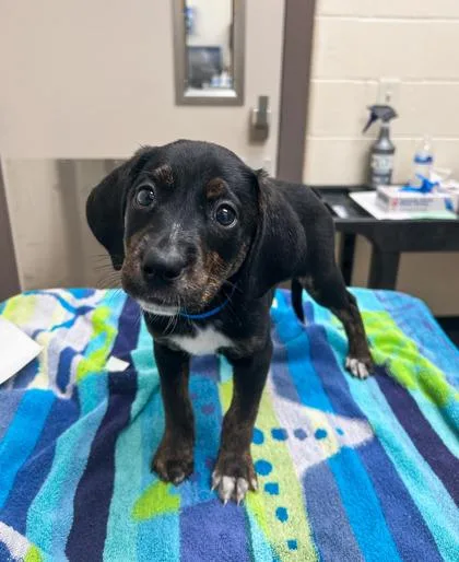 A baby small-sized male Coonhound dog named Dr. Abbot for adoption in Westland, MI