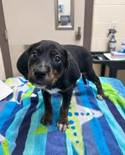 Dr. Abbot thumbnail 2