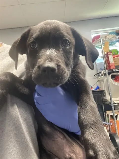 Otto