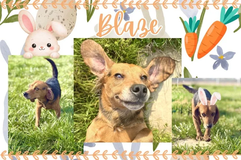 An adult medium-sized male Beagle dog named Blaze for adoption in Hopkinsville, KY